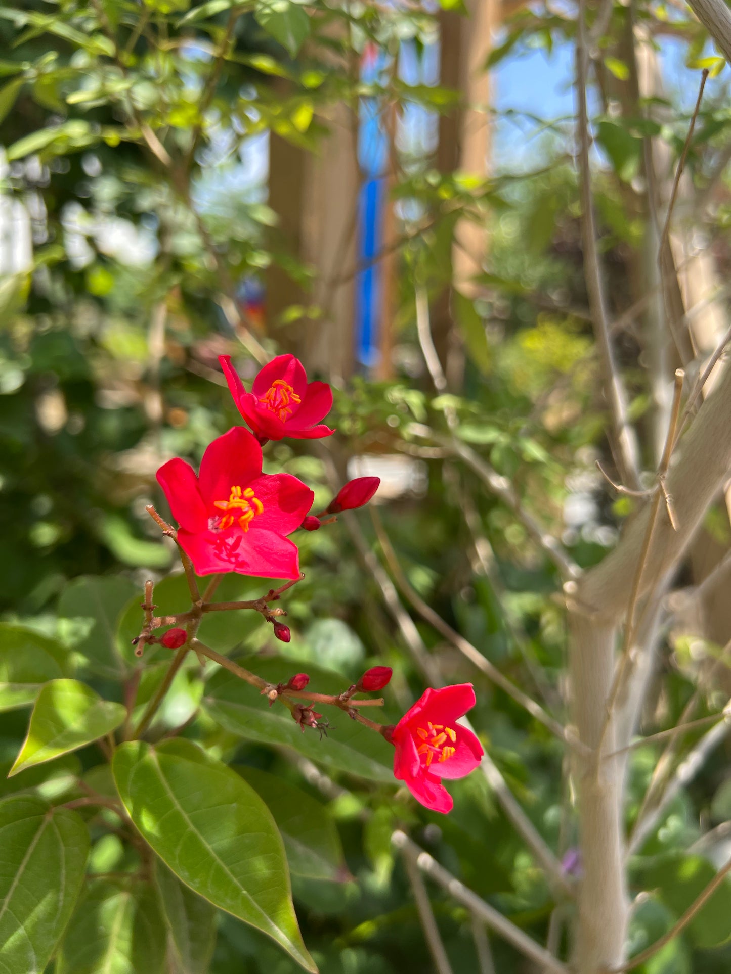 Utilisez Cosefan comme emplacement pour les photos, les vidéos et les podcasts