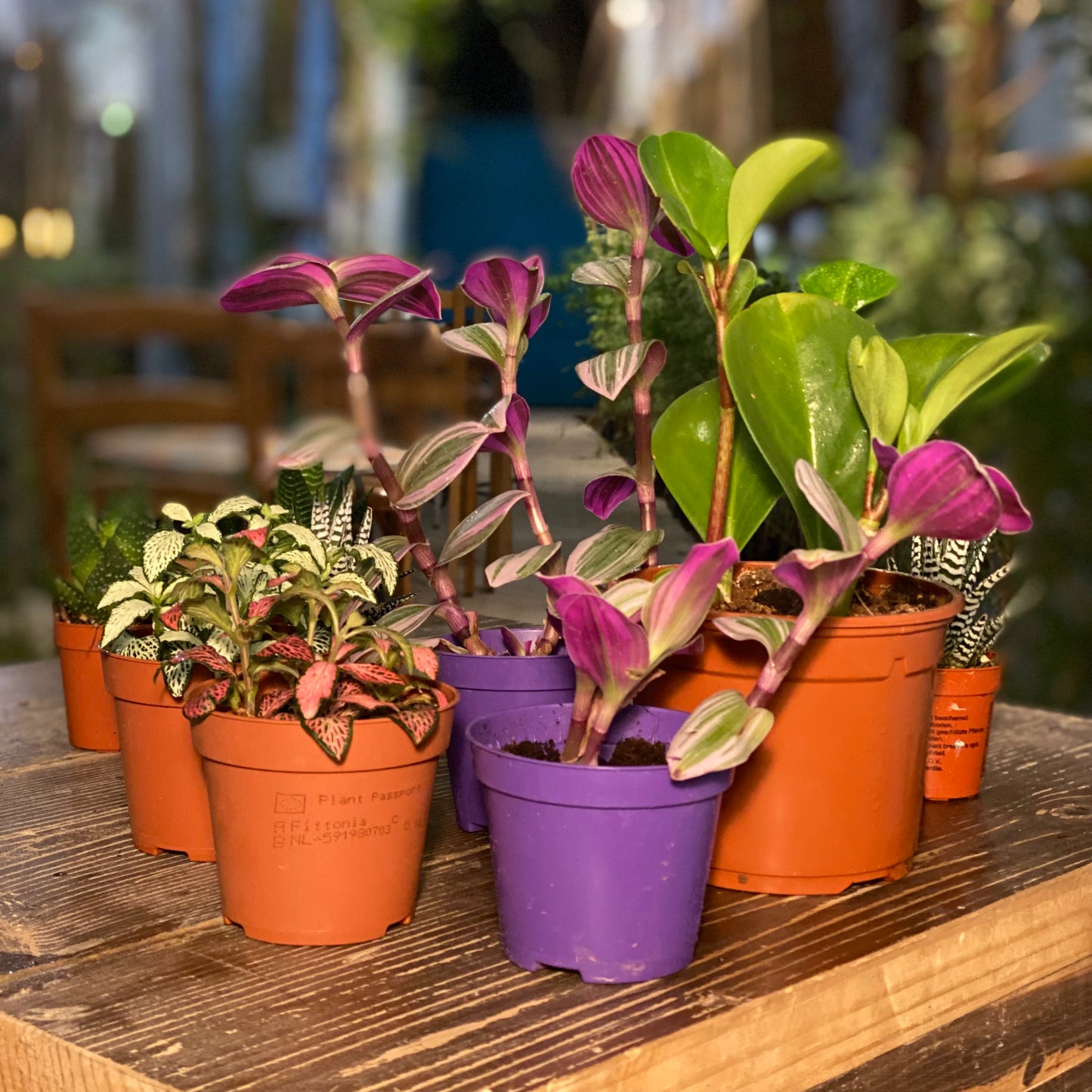 Petite plante d'intérieur – Pot de 9 cm